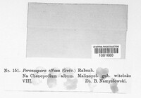 Peronospora effusa image